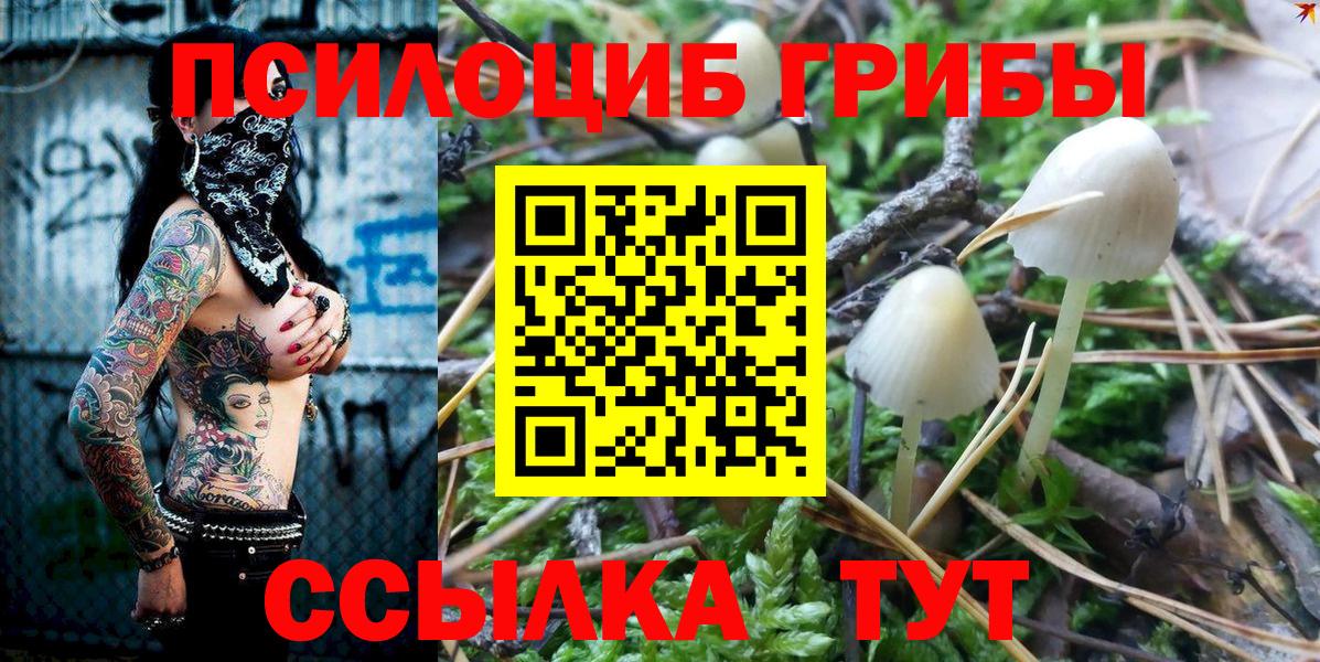 Псилоцибиновые грибы Psilocybe Дербент